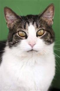 Abner, ready to be adopted!