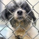 Musicians for a Cause and the Petfinder Foundation Partner to Make “Choose Me,” the First Gold Record to Save Animals