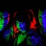 Stolen Babies:  Writing New Music + Just Announced New International Performances!