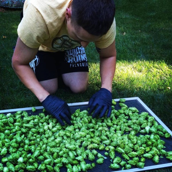 Good harvest of hops over the weekend!